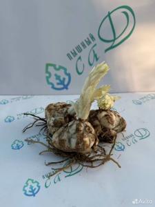 Лилия "МИСС ФЕЯ" 3 штуки (размер 18/20)