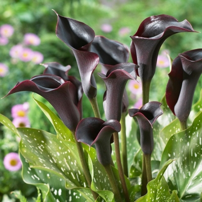 Калла клубни цветов Кантор 3 шт