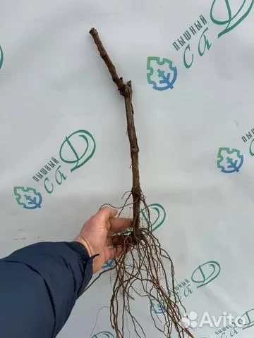 Виноград "КАДАРКА"